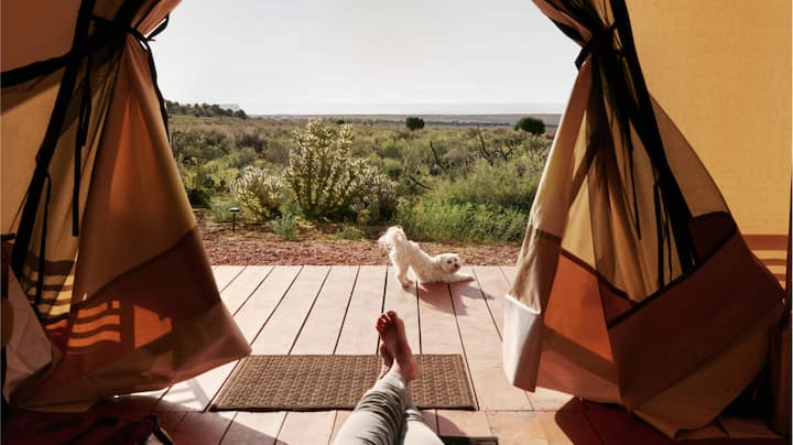 A tiny white dog stretches out in front of a desert tent.