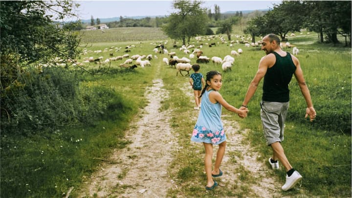 A man and two children walking down a dirt road into a field with many sheep. 