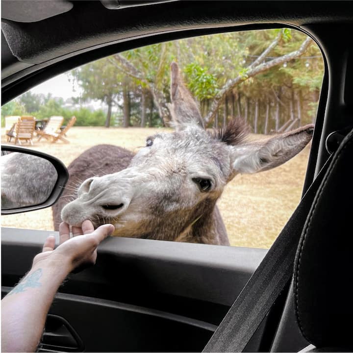 View from inside a car with a donkey leaning its head in the front window and a boy leaning out the back window. 