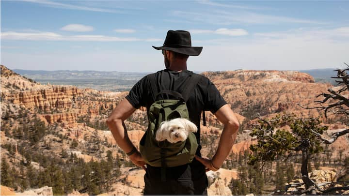 A small dog pokes its head out of a hiker’s backpack at a desert vista.