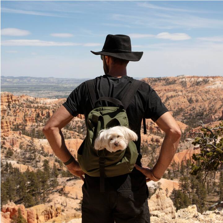 A small dog pokes its head out of a hiker’s backpack at a desert vista.