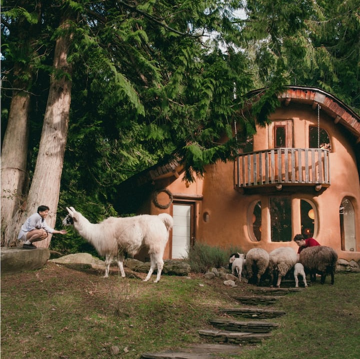 A man and woman feeding a llama and some sheep in front of an adobe style house surrounded by large trees and a hammock.