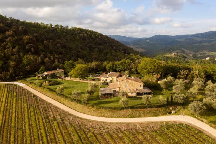 Vineyards Tuscany Italy