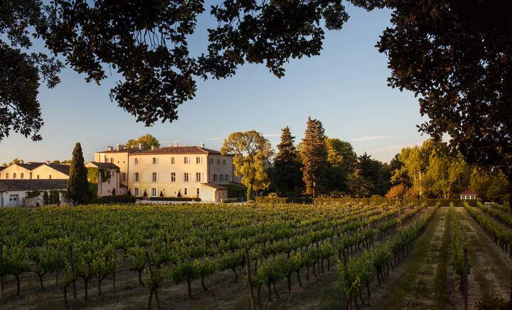 Vineyard Tuscany Italy 2