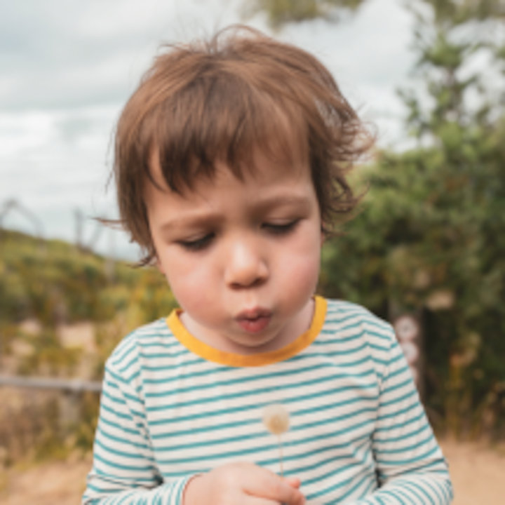 A young kid in a striped shirt blows a dandelion.