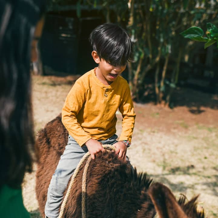 A little boy excitedly rides a donkey. 