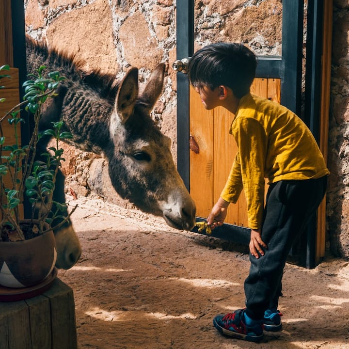 A young boy makes friends with a donkey. 