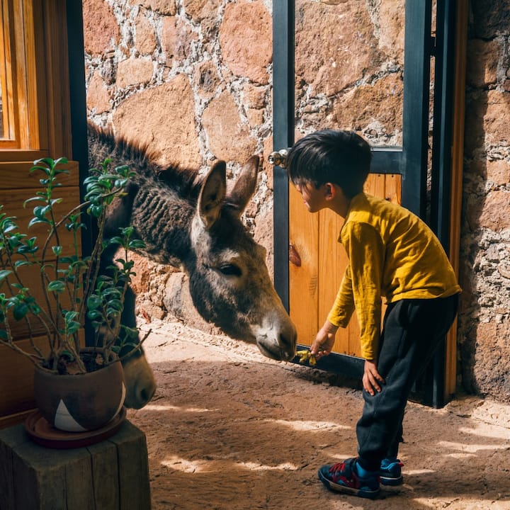 A young boy makes friends with a donkey. 