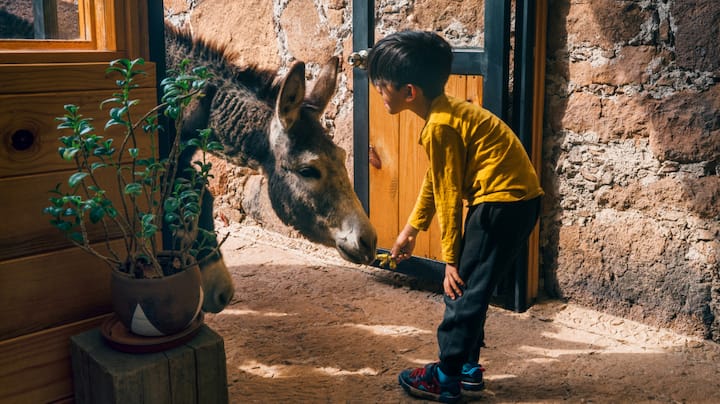 A young boy makes friends with a donkey. 