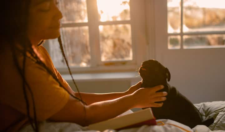 A little girl pets a tiny black pug while sitting on a sunny bed.