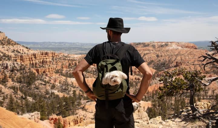 A small dog pokes its head out of a hiker’s backpack at a desert vista.