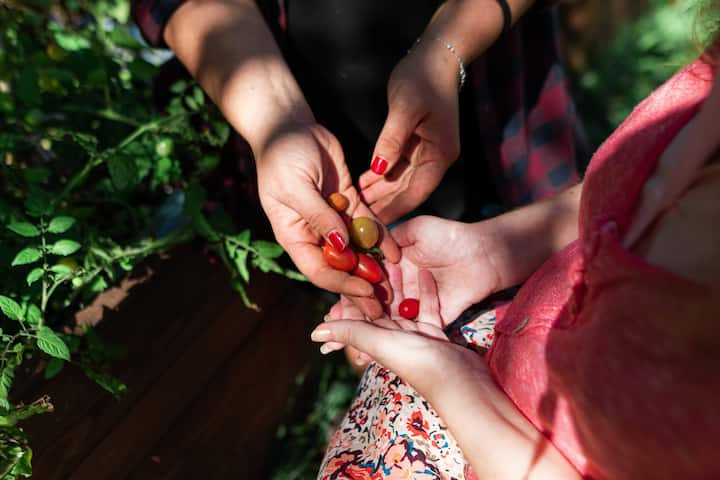 Dos personas de pie que tienen pequeños tomates rojos y naranjas en la mano bañados por un rayo de sol.