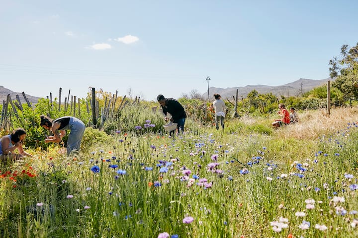 People carry baskets through an open field of flowering plants under clear blue skies.