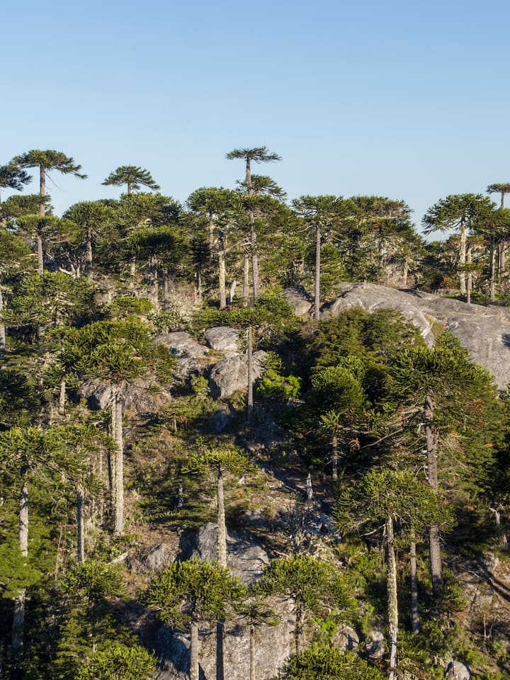 Tall trees dot a hillside underneath clear blue skies in an Araucaria forest in Chile.