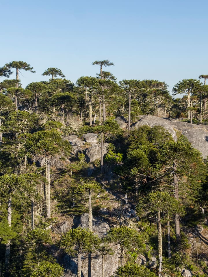 Árvores altas pontilham uma encosta sob um céu azul-claro numa floresta de araucárias no Chile.