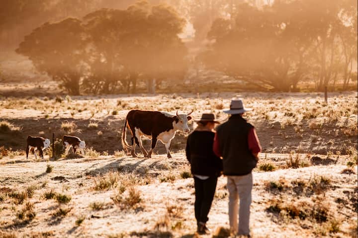 Two people on rural farm, cows in the background