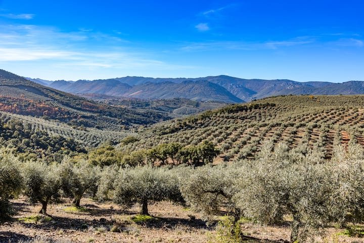 Olive Groves landscape in Spain