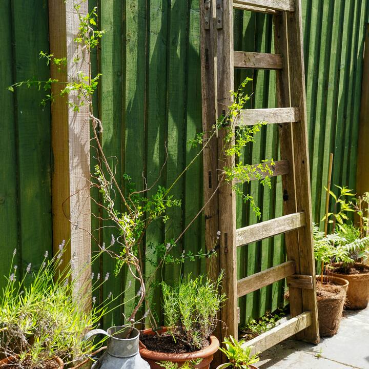 Patricia's garden