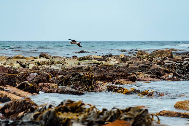 Scamander, TAS