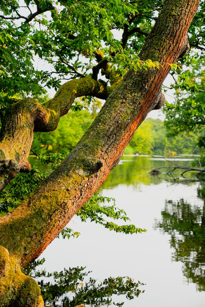 A moss-covered tree branch extending over a calm lake