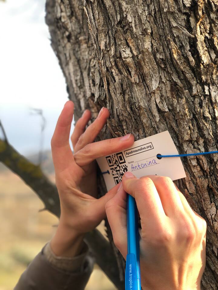 A person tying a name tag labeled 'Antonina' onto an olive tree with a blue zip tie.