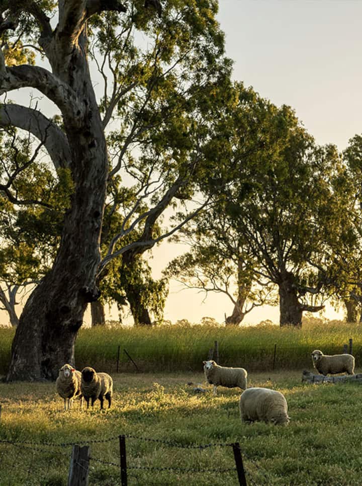 Coonawarra, South Australia