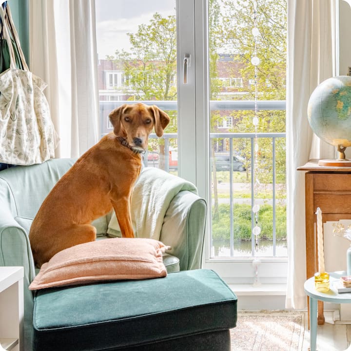 A cosy, sunlit room features a dog sitting on a light green armchair by a glass door.