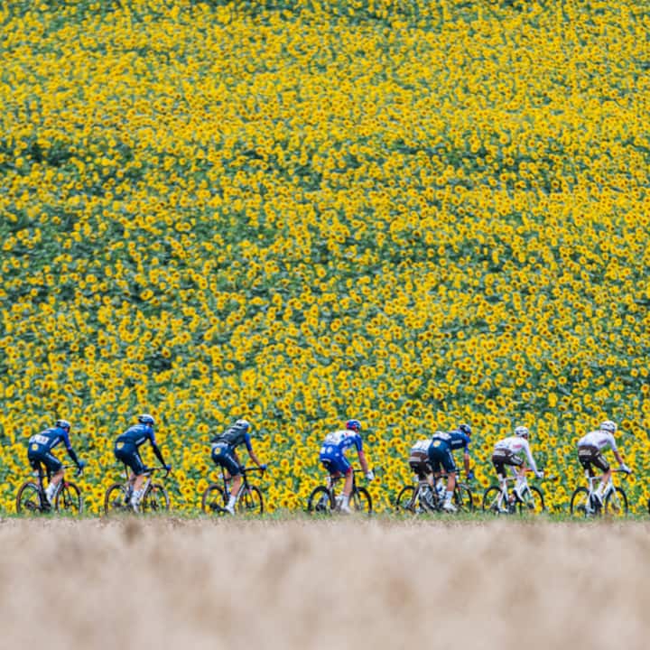 Des coureurs qui traversent des champs de tournesols