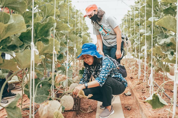 Tourists engaging in farming activity in Thailand