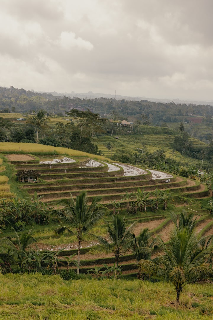 Portrait view of the Subak Jatiluwih rice terrace in Bali