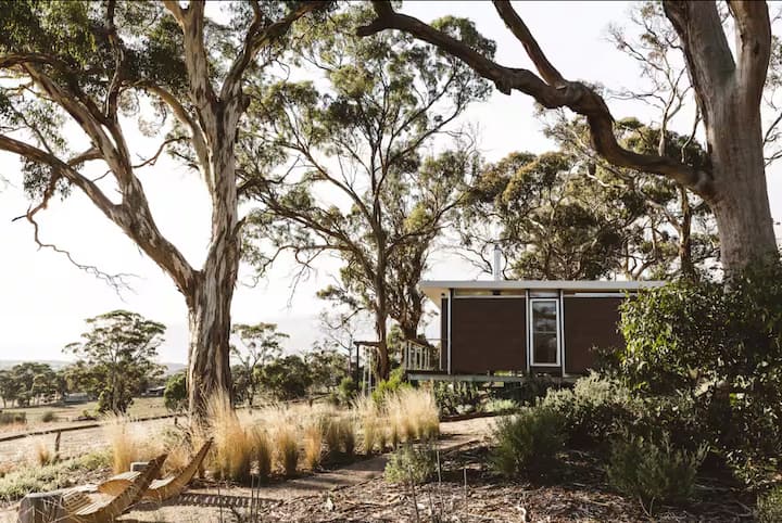 Modern cabin surrounded by tall gum trees and native grasses