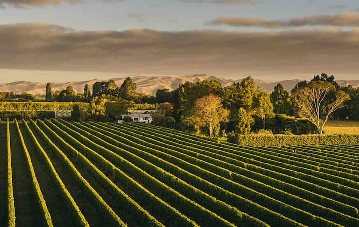 Vineyard rows leading to a farmhouse with mountain backdrop