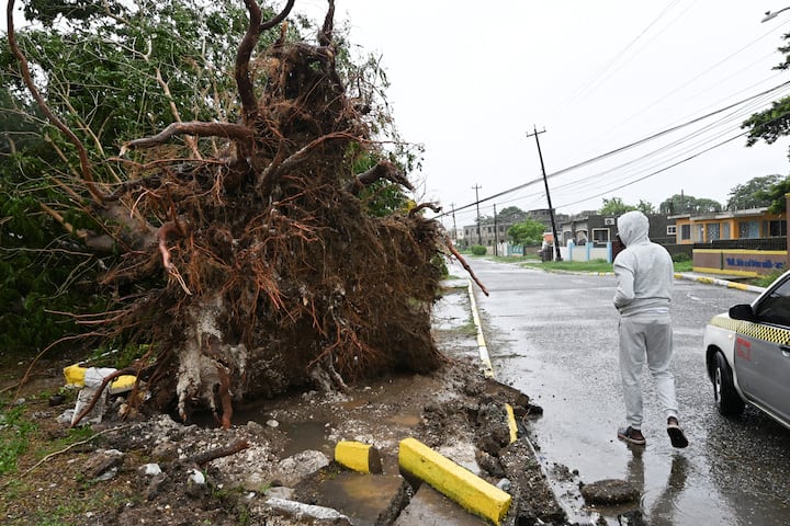 A man looks at a fallen tree in St. Catherine, Jamaica, shortly before Hurricane Melissa made landfall