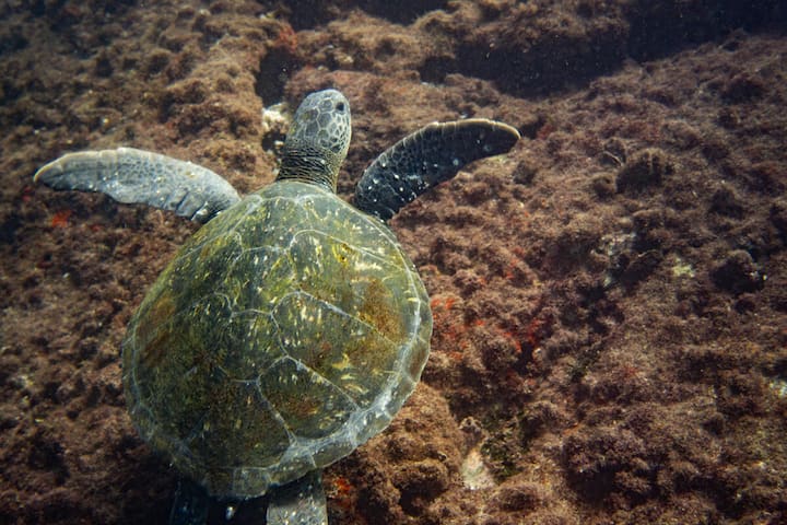 Green sea turtle
