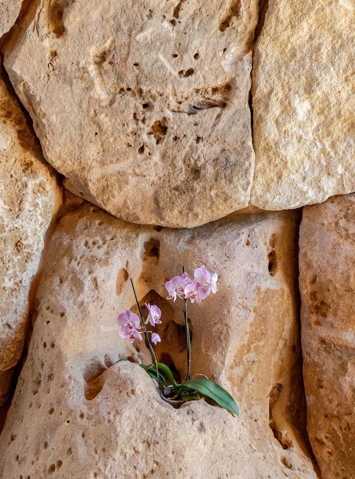 Photo de délicates orchidées roses qui poussent dans une fissure sur un mur en roche beige texturé, illustrant la beauté et la résilience de la nature.