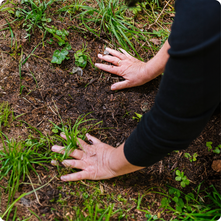 Plan rapproché des mains d'une personne plantant délicatement des plantes dans la terre lors d'une activité de jardinage en extérieur.