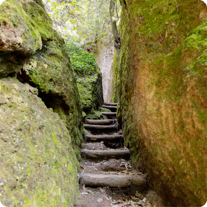 Des marches en bois nichées entre des murs de roche recouverts de mousse verte conduisent vers les profondeurs d'un sentier forestier paisible.