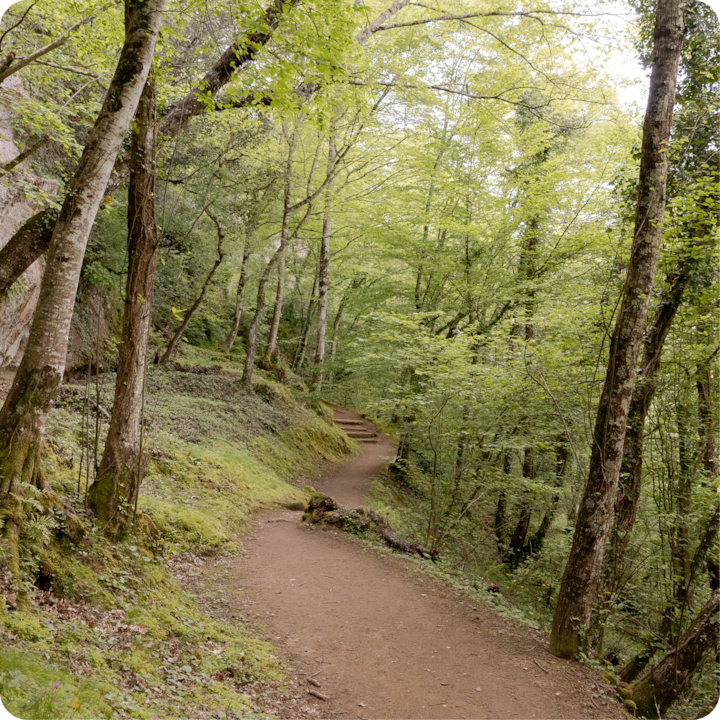 Photo d'un chemin de terre paisible serpente à travers une forêt luxuriante aux grands arbres verts sous la lumière douce du soleil qui filtre à travers les feuilles, évoquant la tranquillité de ce cadre extérieur rural.