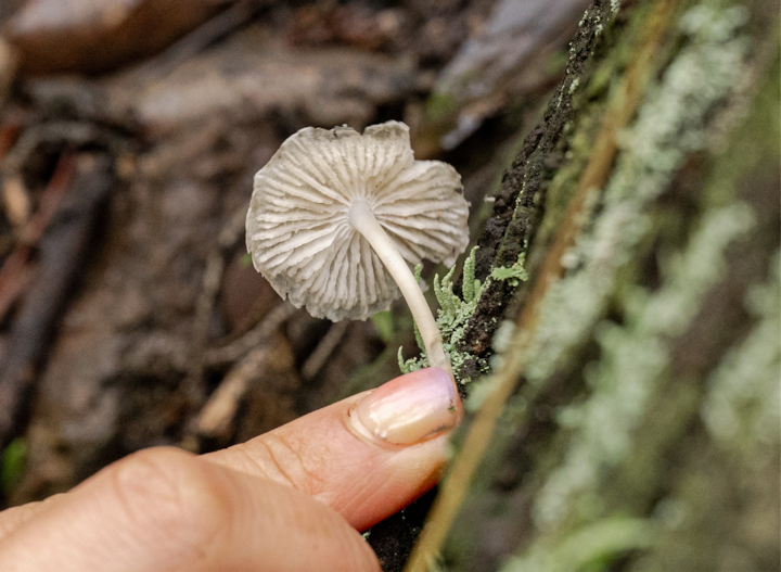 Gros plan sur un petit champignon blanc délicat poussant sur un tronc d'arbre recouvert de mousse, avec le doigt d'une personne pointant doucement vers lui.
