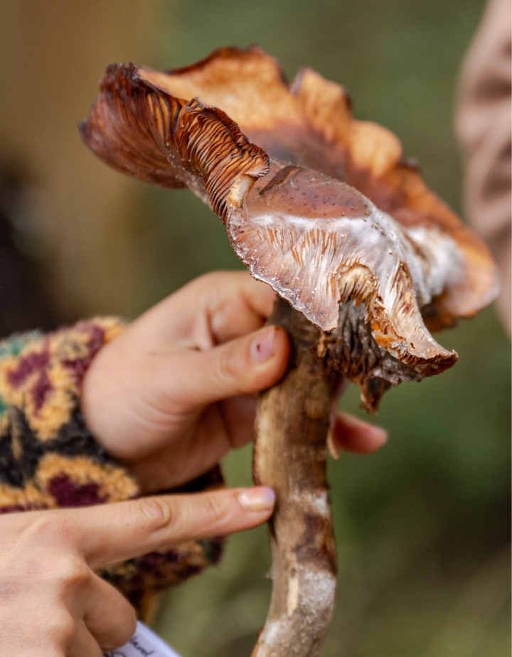 Gros plan sur une personne qui tient et montre du doigt un gros champignon brun texturé lors d'une expérience de cueillette en plein air.