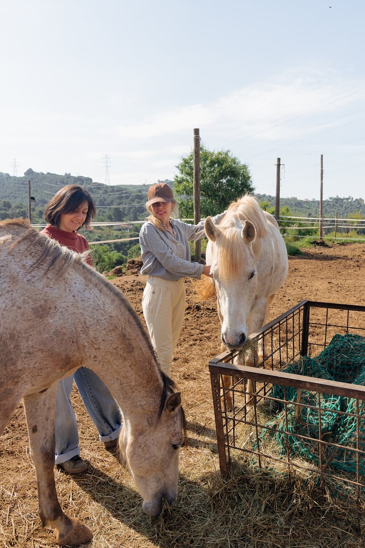 Caballos en España