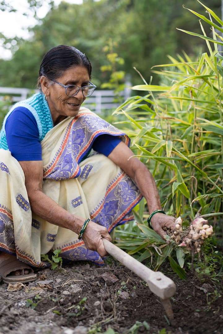 A woman in a traditional saree harvesting fresh ginger from her lush green garden in Uttarakhand, surrounded by plants.