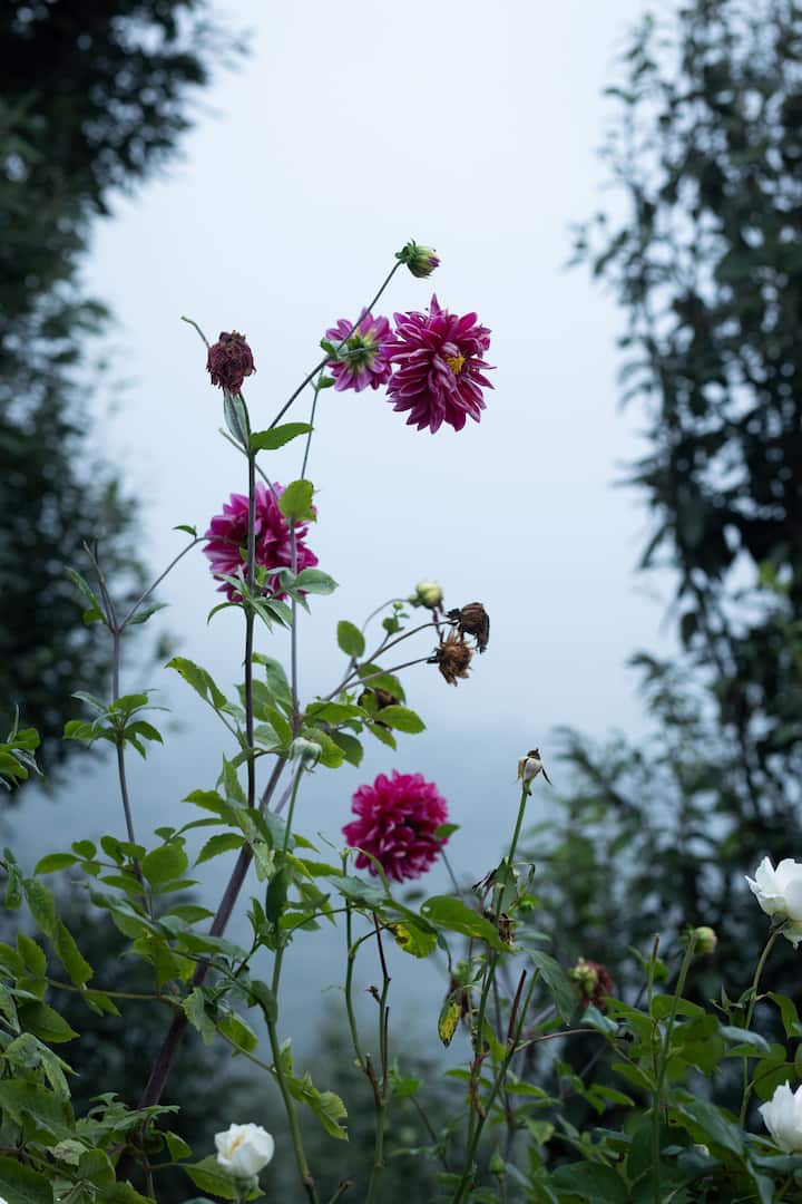 Vibrant pink dahlias in full bloom surrounded by lush green foliage, set against a misty mountain backdrop in Uttarakhand.
