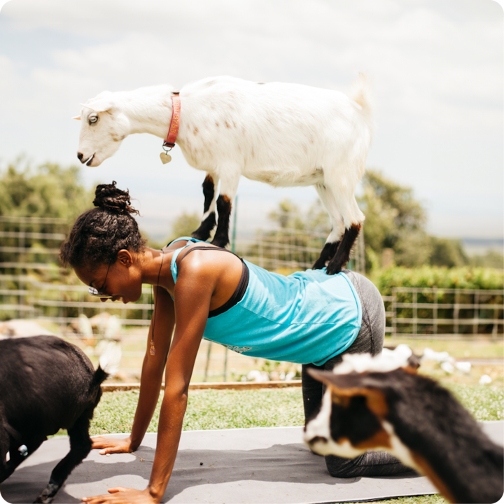 Une expérience sportive amusante mettant en scène une personne faisant du yoga en extérieur avec une chèvre blanche sur son dos, dans un paysage de ferme pittoresque.