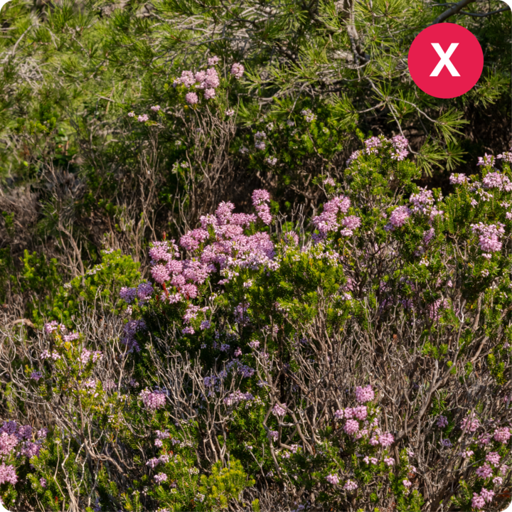 Des groupes de fleurs roses sur des arbustes au milieu d'une végétation luxuriante, mettant en valeur un paysage aux couleurs vives.