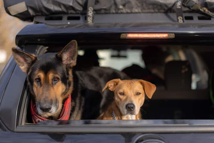 To hunder sitter i baksetet på en bil og ser ut av bakruten.