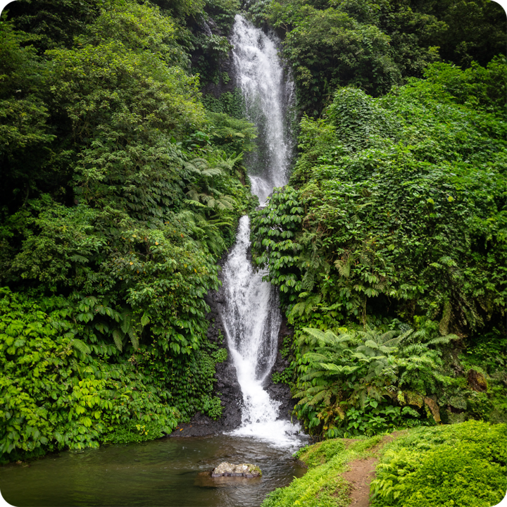 Une cascade entourée d'un feuillage vert dense se déverse dans un petit bassin dans un cadre extérieur rural.