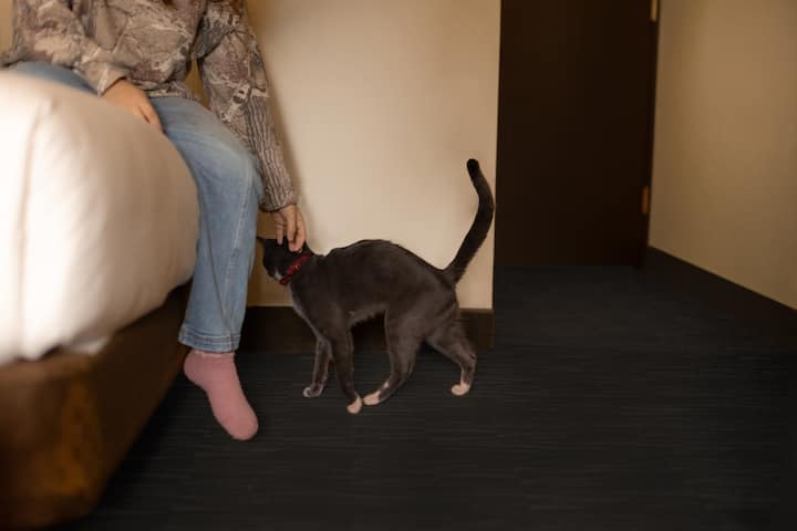 A gray cat is walking as someone pets it from the bed.