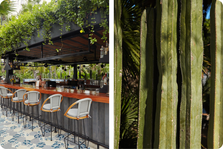 Gros plan sur de grands cactus verts aux épines texturées, sur un fond flou de végétation tropicale luxuriante et de lumière du soleil.