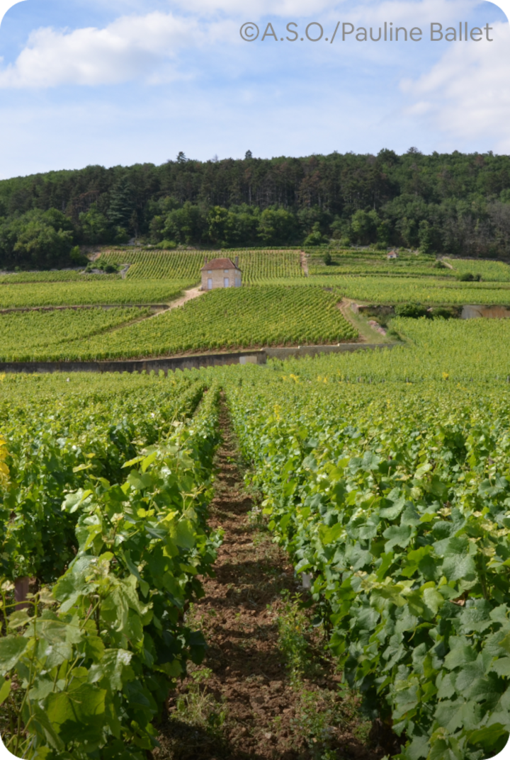 Un vignoble sous un ciel bleu parsemé de nuages blancs. Texte superposé : « Étape 4 – Gevry-Chambertin », avec une flèche vers la droite.